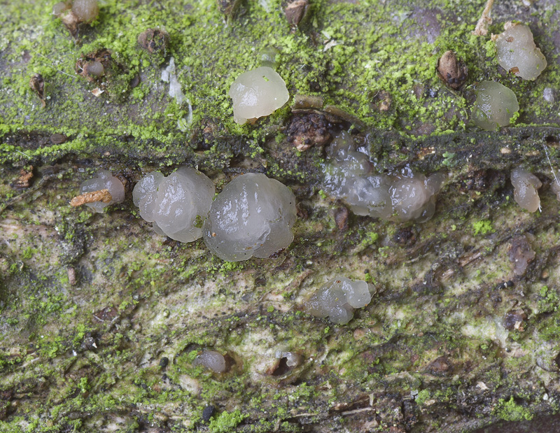 Tremella globispora